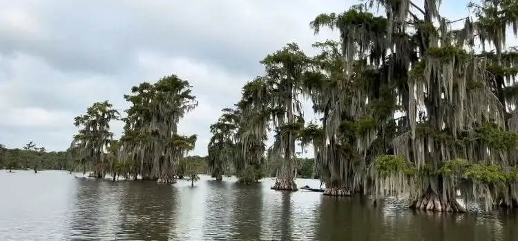 Atchafalaya National Wildlife Refuge