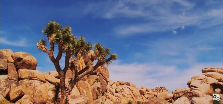 Joshua Tree National Park