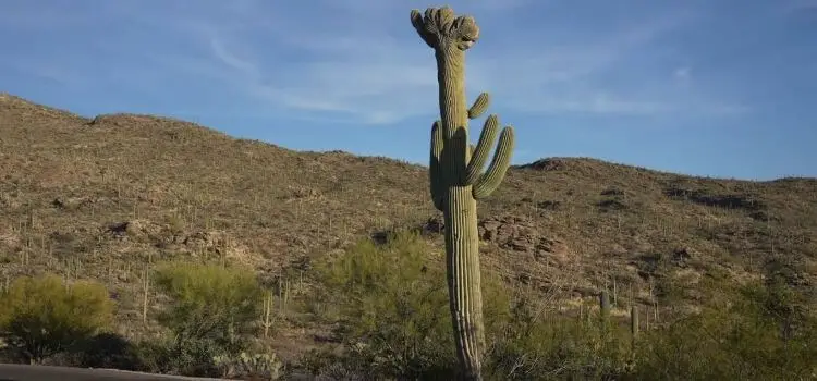 Saguaro National Park